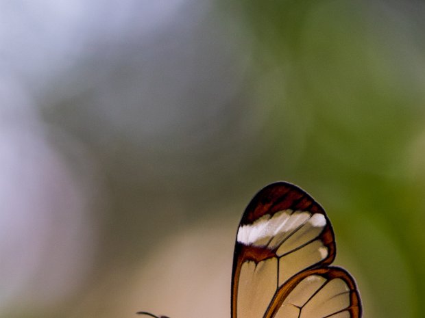 Vlinders