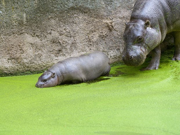 overige dieren