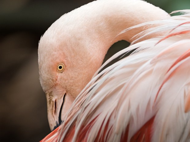 flamingos