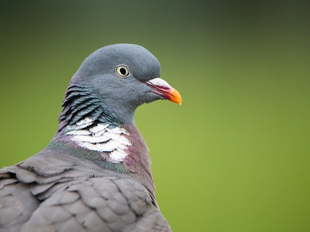 Portfolio Vogels