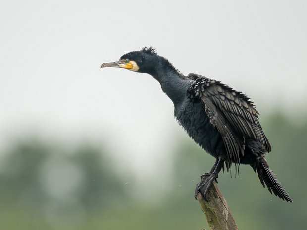 genten aalscholvers pelikanen