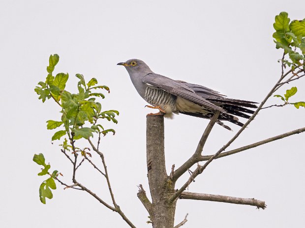 koekoeksvogels