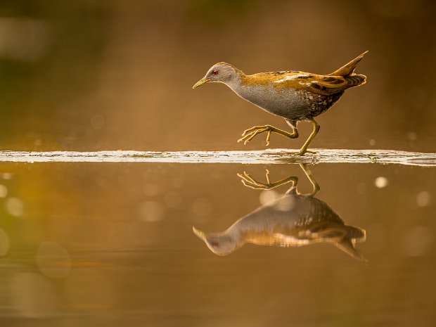 kraanvogelachtigen en rallen