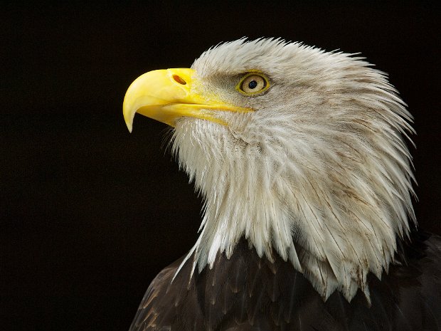roofvogels en gieren