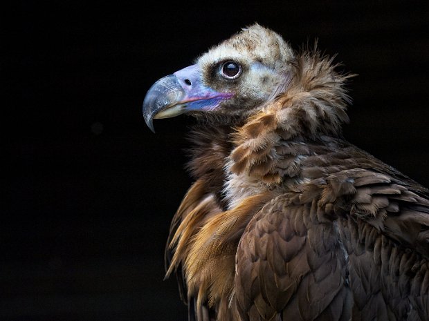 overige roofvogels