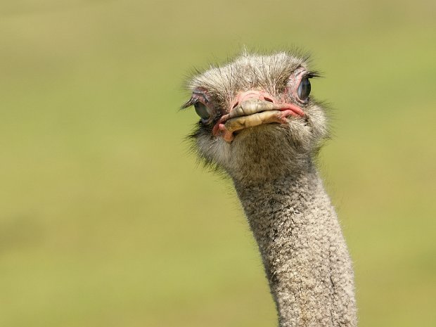 struisvogelachtigen