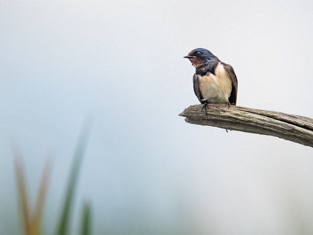 overige zangvogels