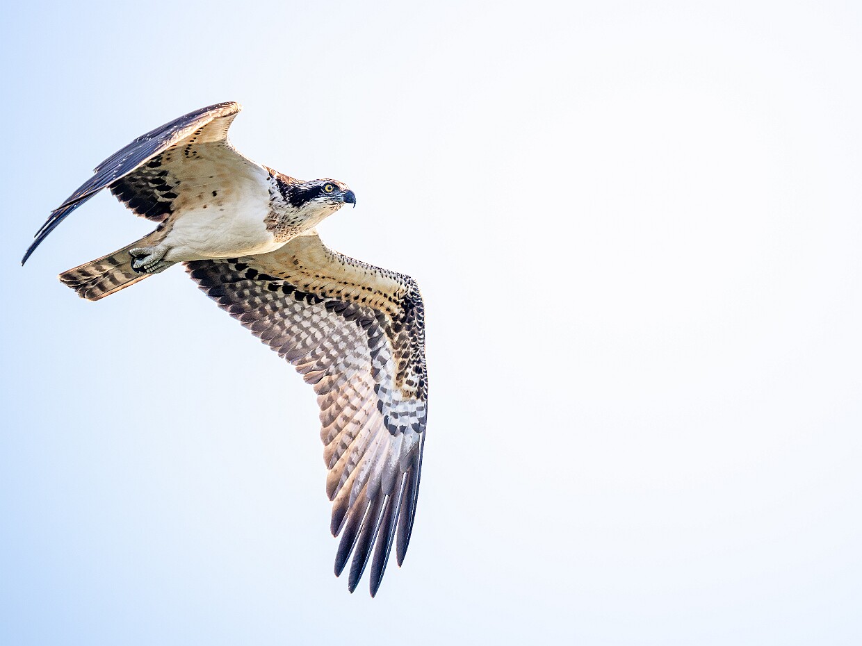 2026-09 Eijsder Beemden